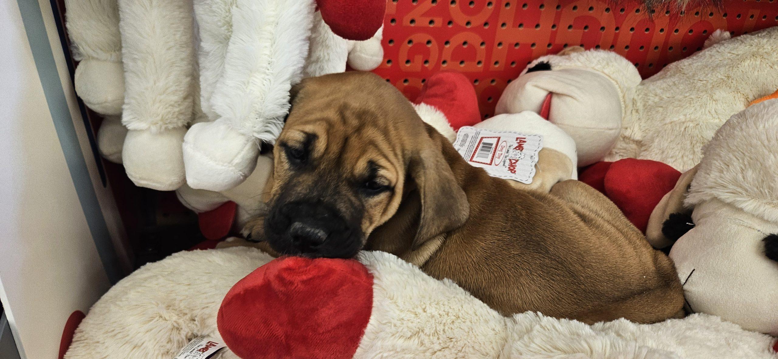 Enlarge Blare, a Adoptable mixed breed in Kirksville, MO image 2/4