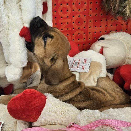 Enlarge Blare, a Adoptable mixed breed in Kirksville, MO image 3/4