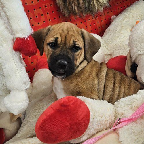 Enlarge Blare, a Adoptable mixed breed in Kirksville, MO image 4/4