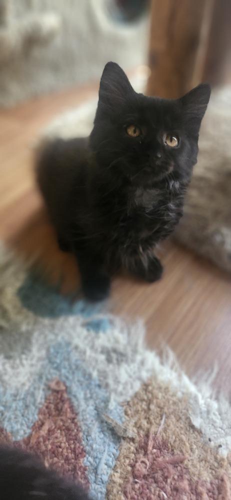 Odette (ADOPTION PENDING), Adoptable, Kitten Female Domestic Medium Hair.