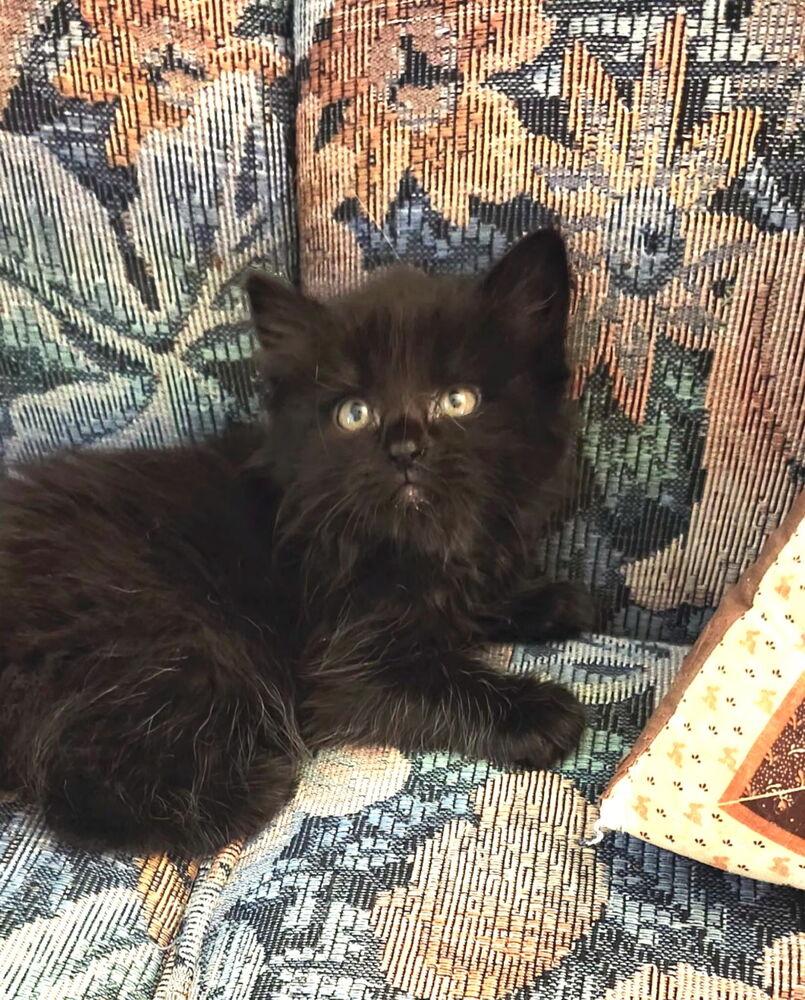 Odette, Adoptable, Kitten Female Domestic Medium Hair.