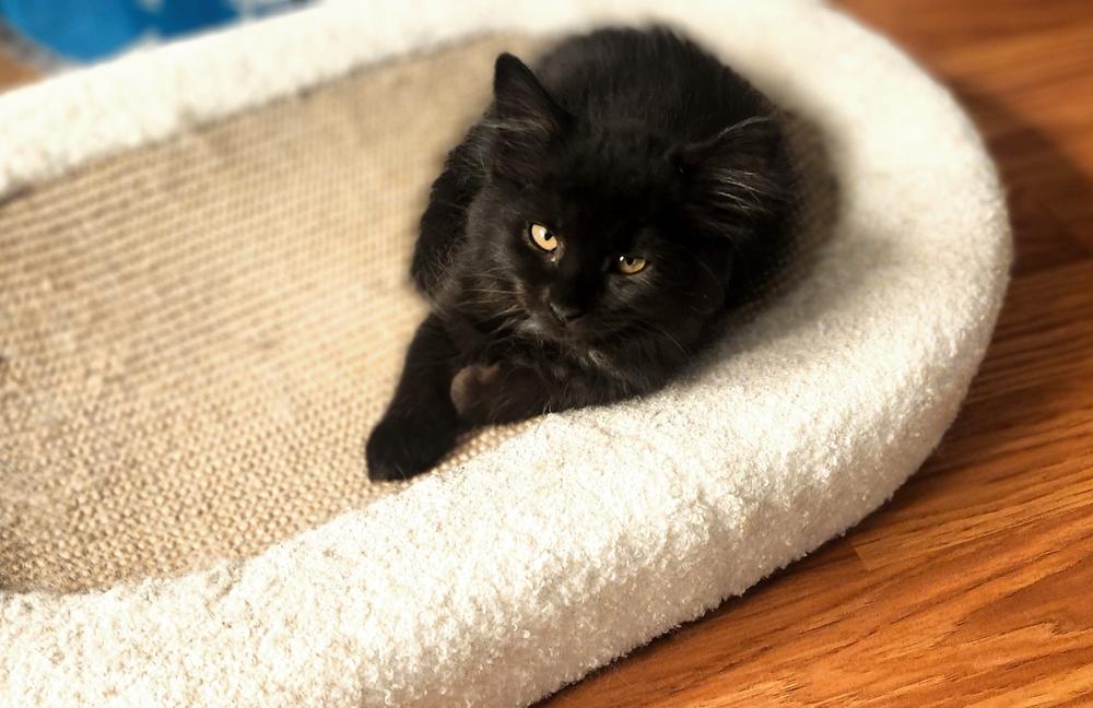 Enlarge Odette (ADOPTION PENDING), a Adoptable Domestic Medium Hair in Henrico, VA image 3/4