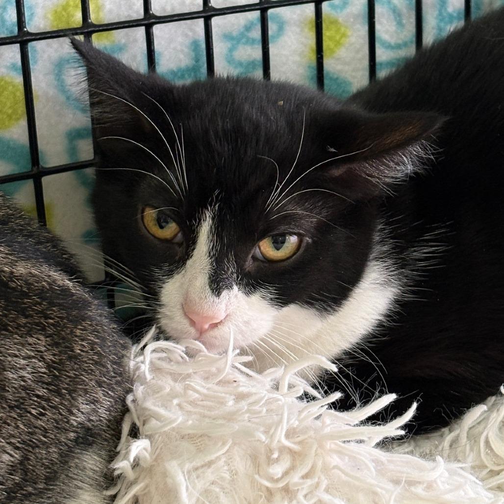 Dora, Adoptable, Young Female Domestic Short Hair.