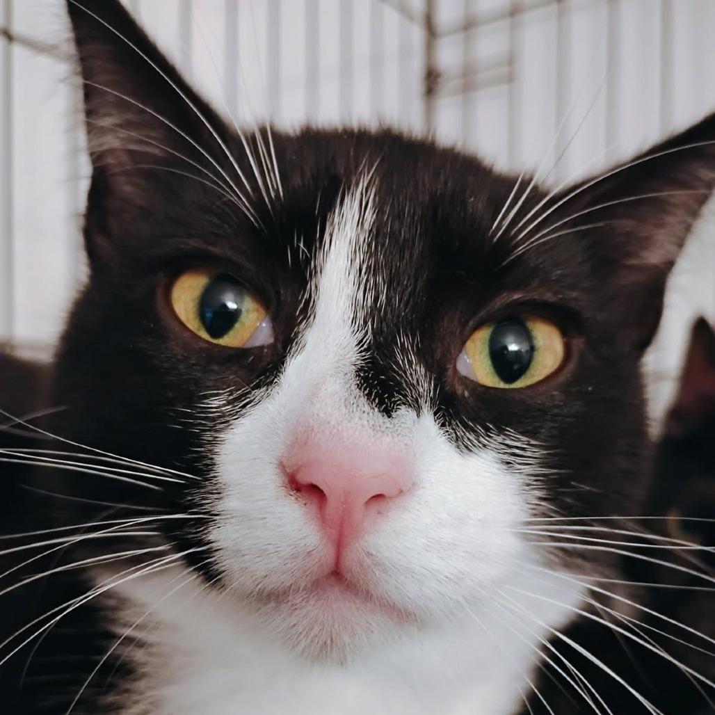 Dora, a Adoptable Domestic Short Hair in Allyn, WA image 2/6