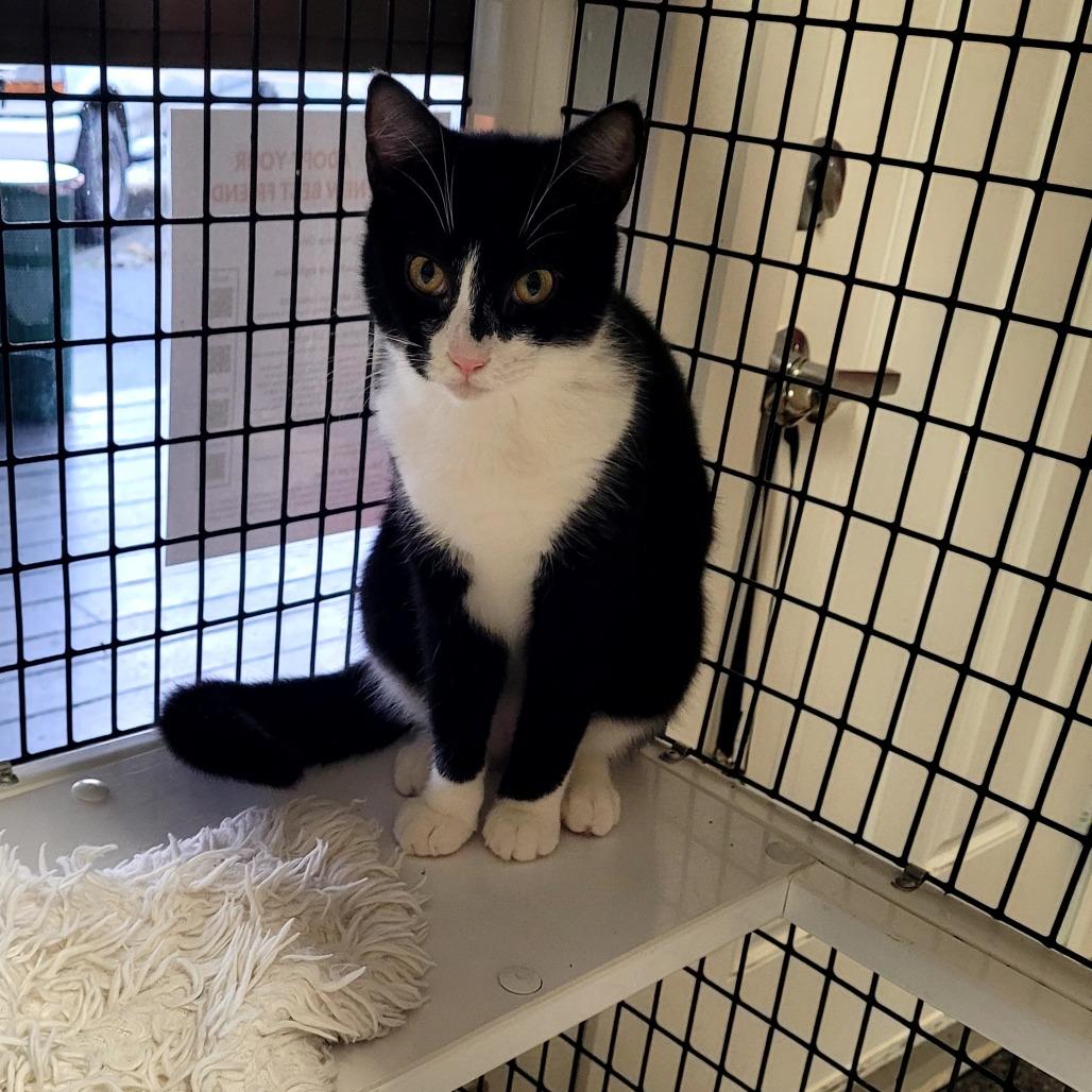 Dora, a Adoptable Domestic Short Hair in Allyn, WA image 3/6