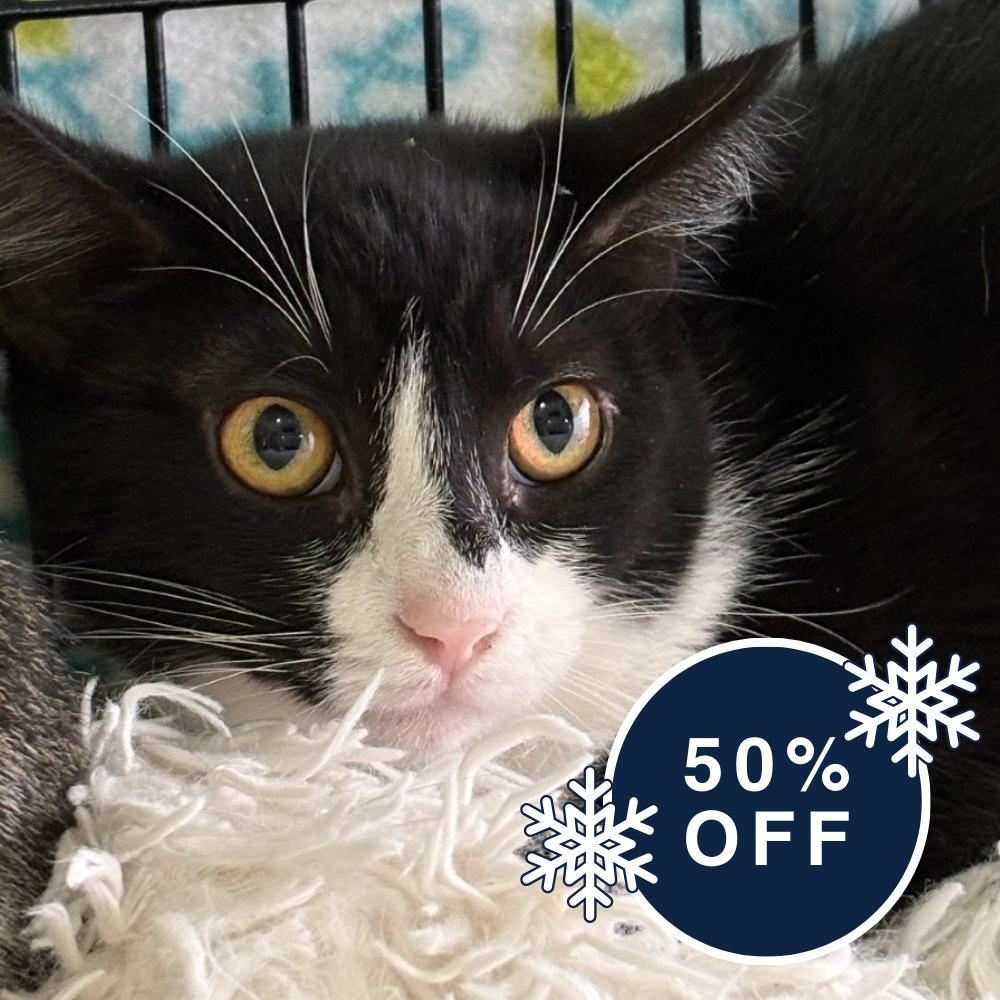 Dora, a Adoptable Domestic Short Hair in Allyn, WA image 4/6