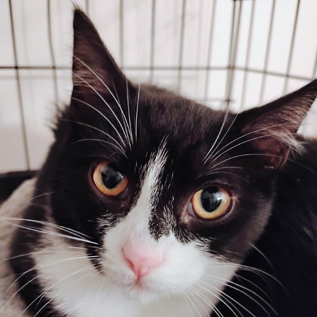 Dora, a Adoptable Domestic Short Hair in Allyn, WA image 5/6