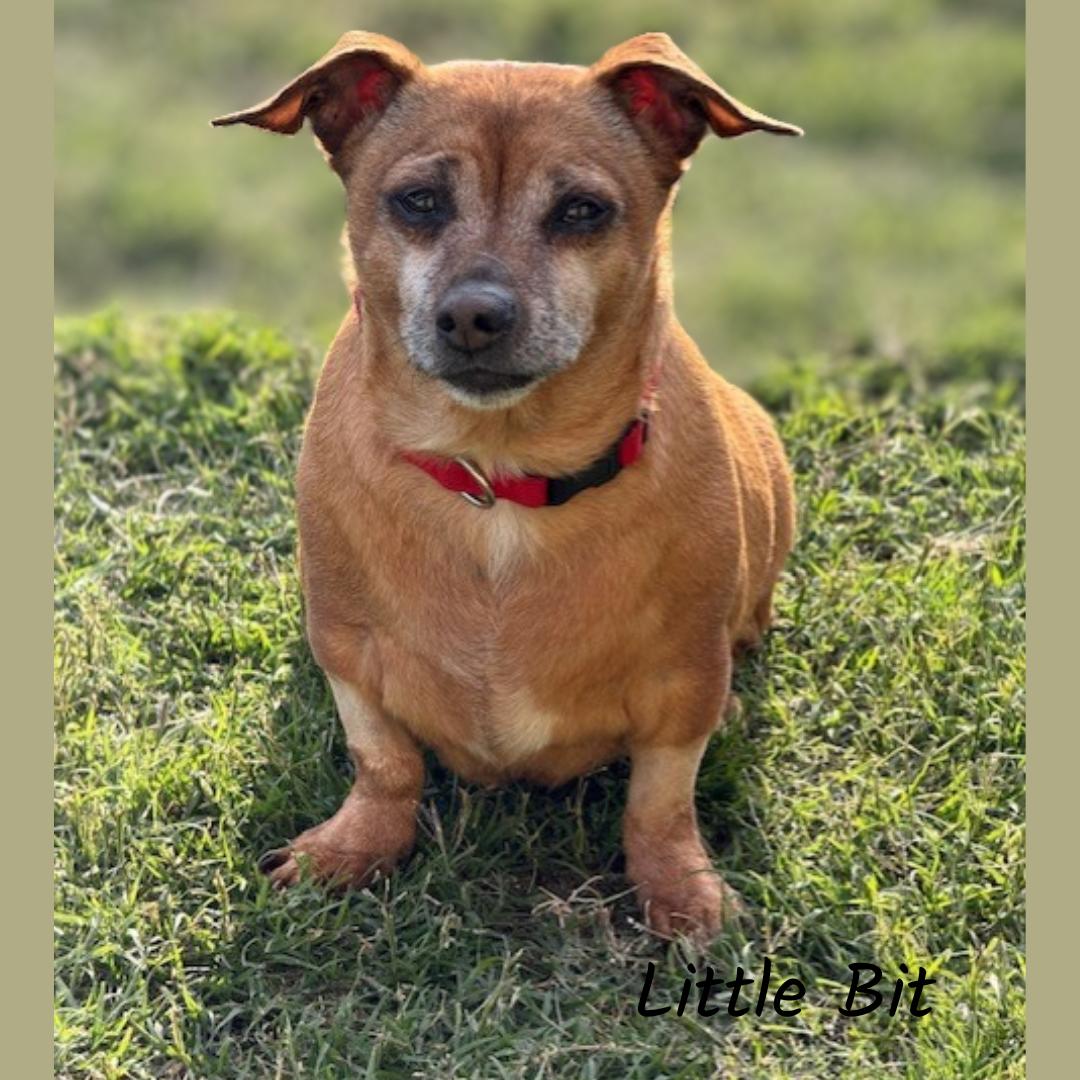Enlarge Little Bit, a Adoptable mixed breed in Shreveport, LA image 1/1