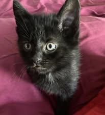 Wren, ADOPTABLE, Kitten Female Domestic Short Hair.