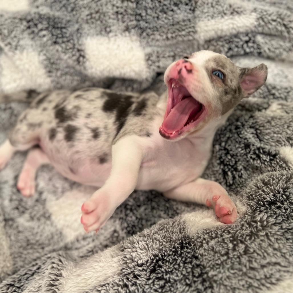 Misty's Pup- Yuki — thumbnail 2