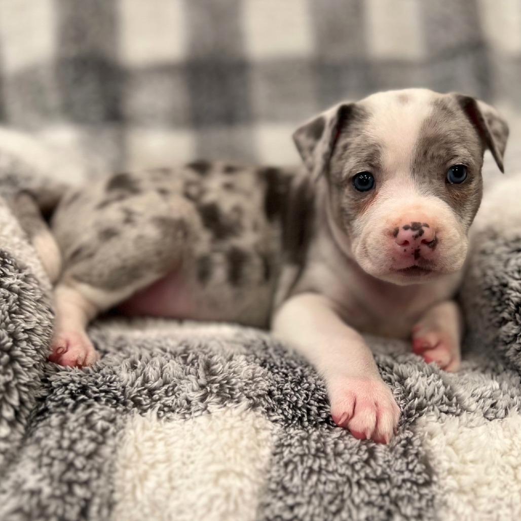 Misty's Pup- Yuki — thumbnail 3