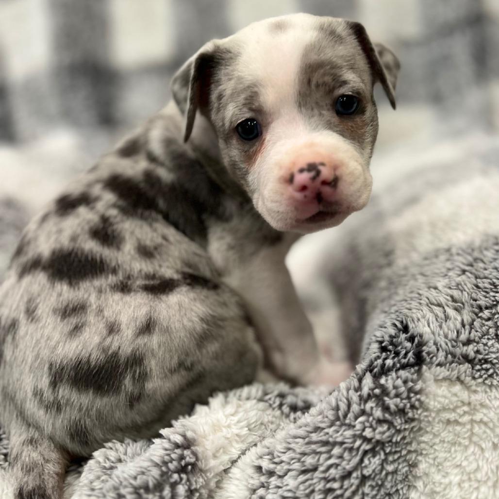 Misty's Pup- Yuki — thumbnail 4