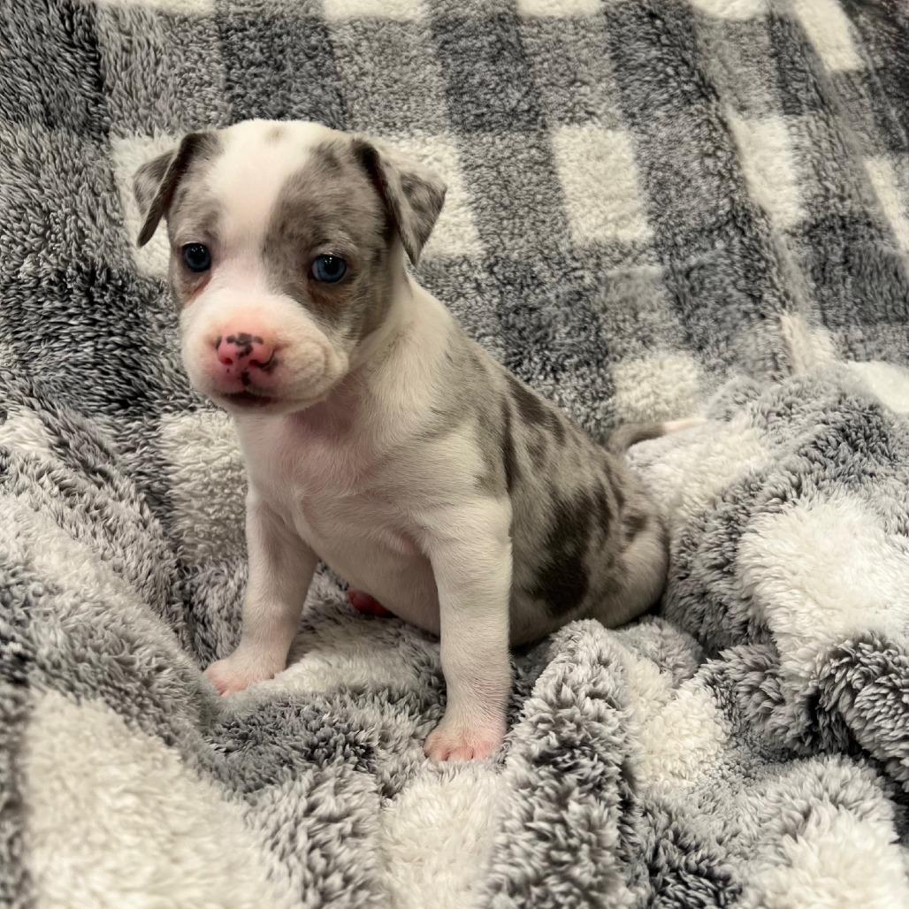 Misty's Pup- Yuki — thumbnail 5