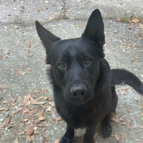 Enlarge Ghost, a Adoptable German Shepherd Dog in Roswell, GA image 2/2