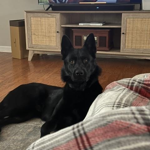 Ghost, ADOPTABLE, Adult Male German Shepherd Dog.