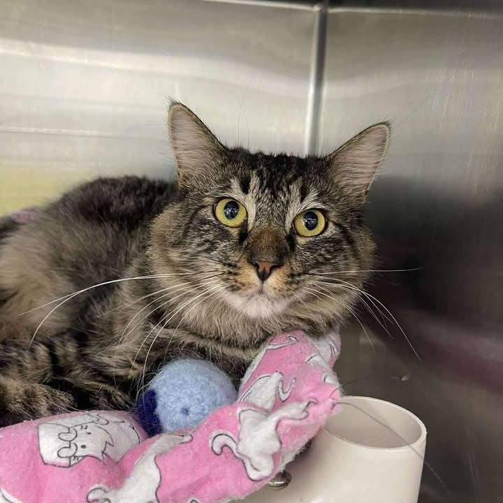 Steven, a ADOPTABLE Domestic Medium Hair in Winthrop, ME image 1/2