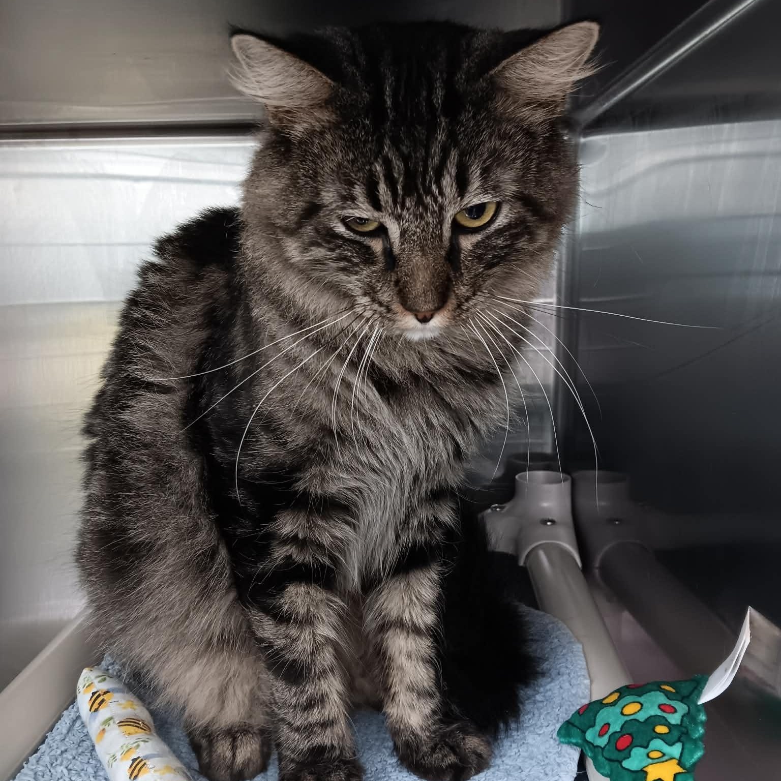 Steven, a ADOPTABLE Domestic Medium Hair in Winthrop, ME image 2/2