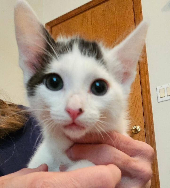 Enlarge Isha, a Adoptable Domestic Short Hair in Kennewick, WA image 1/1