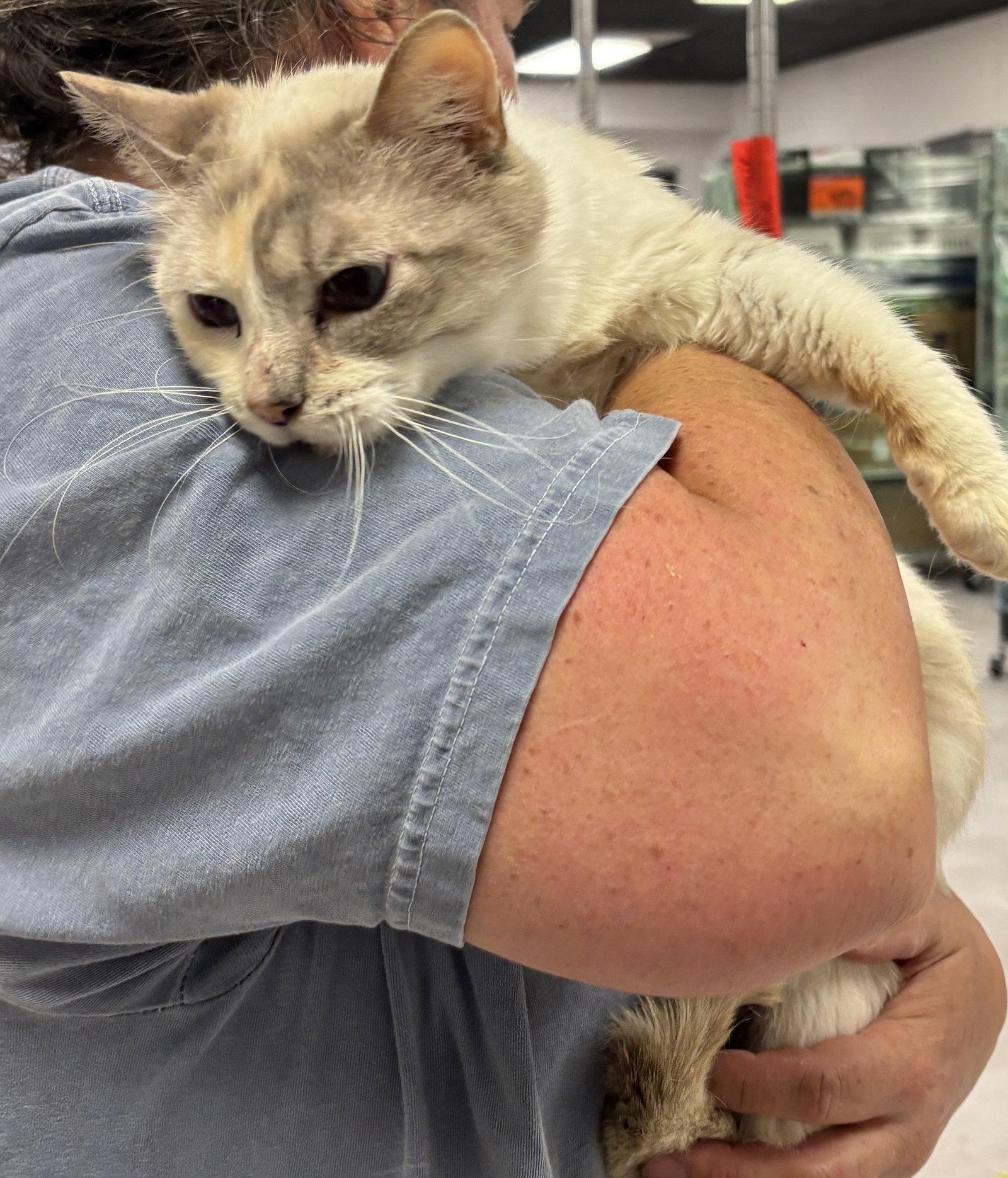 Rose 2 ( BC), Adoptable, Young Female Dilute Calico.