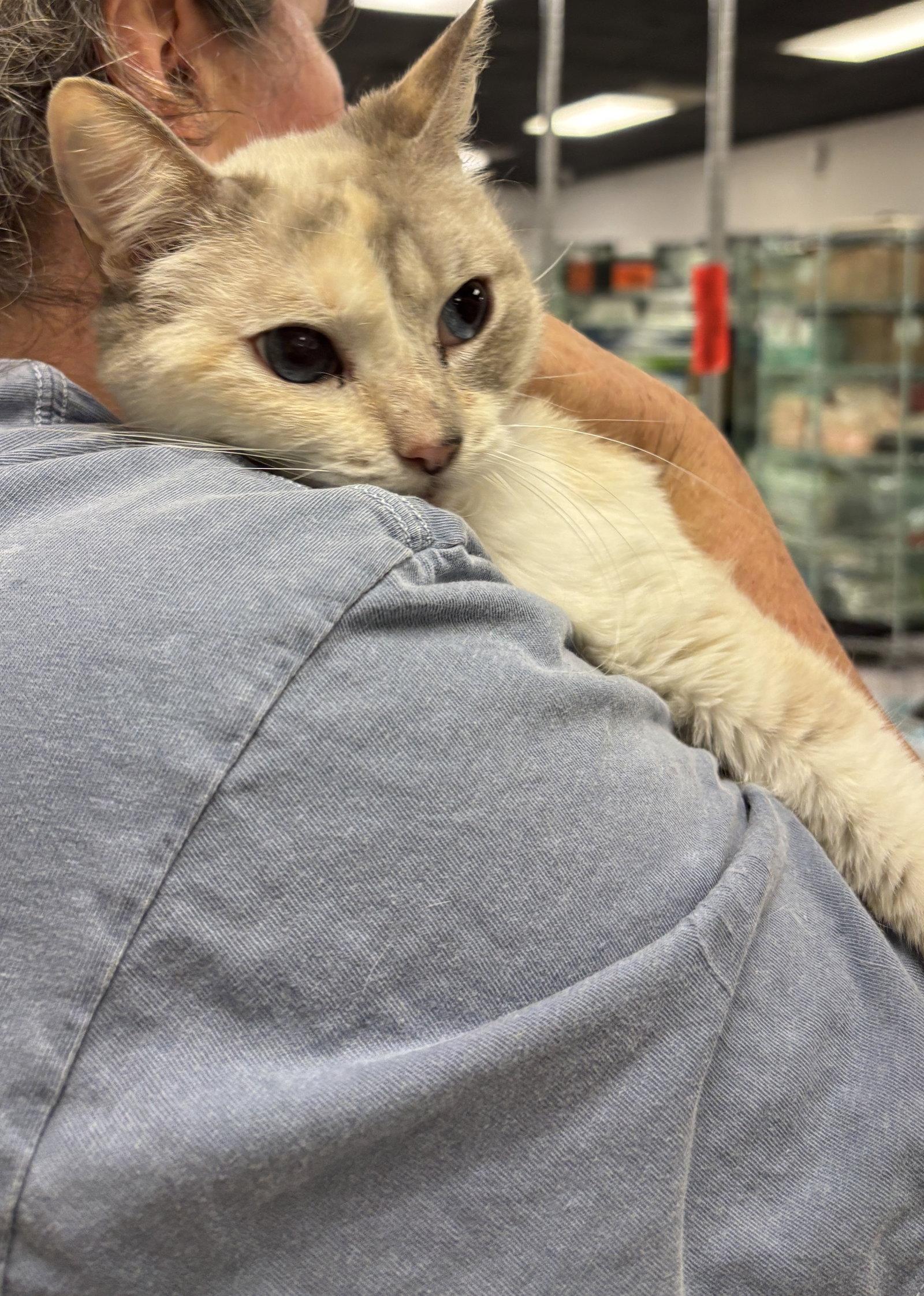 Enlarge Rose 2 ( BC), a Adoptable Dilute Calico in Vallejo, CA image 2/2