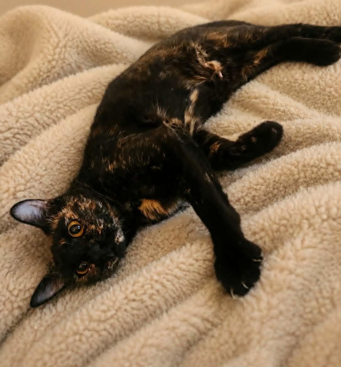 Enlarge Gemma, a ADOPTABLE Tortoiseshell in Yuba City, CA image 2/4