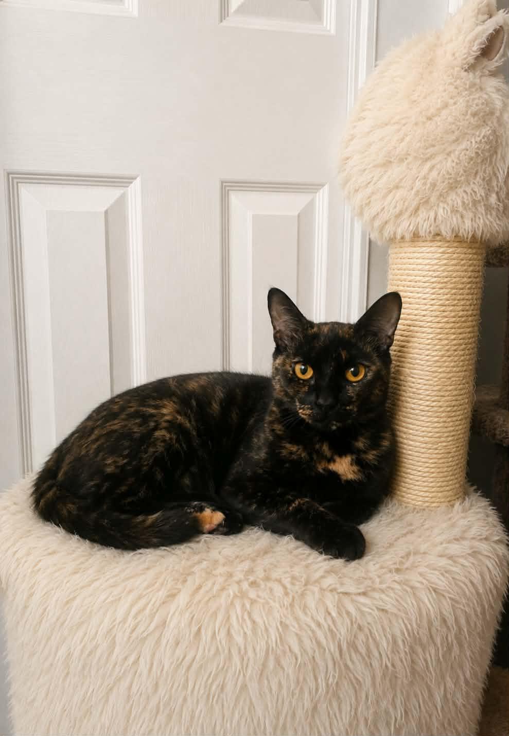 Enlarge Gemma, a ADOPTABLE Tortoiseshell in Yuba City, CA image 1/4