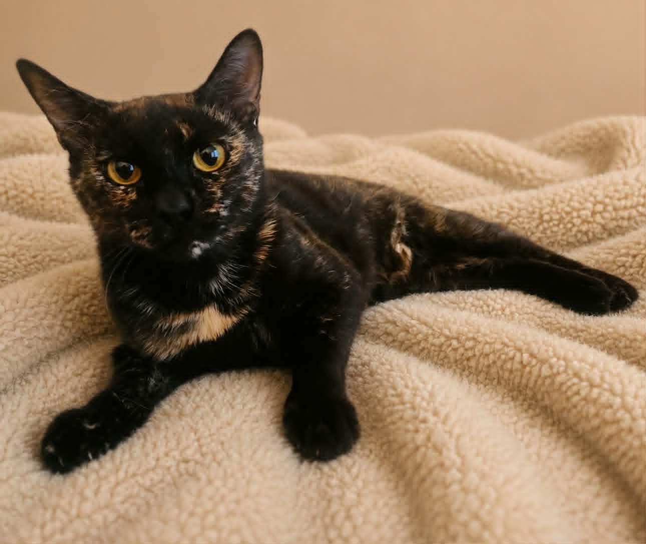 Enlarge Gemma, a ADOPTABLE Tortoiseshell in Yuba City, CA image 3/4