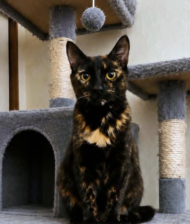 Enlarge Gemma, a ADOPTABLE Tortoiseshell in Yuba City, CA image 4/4