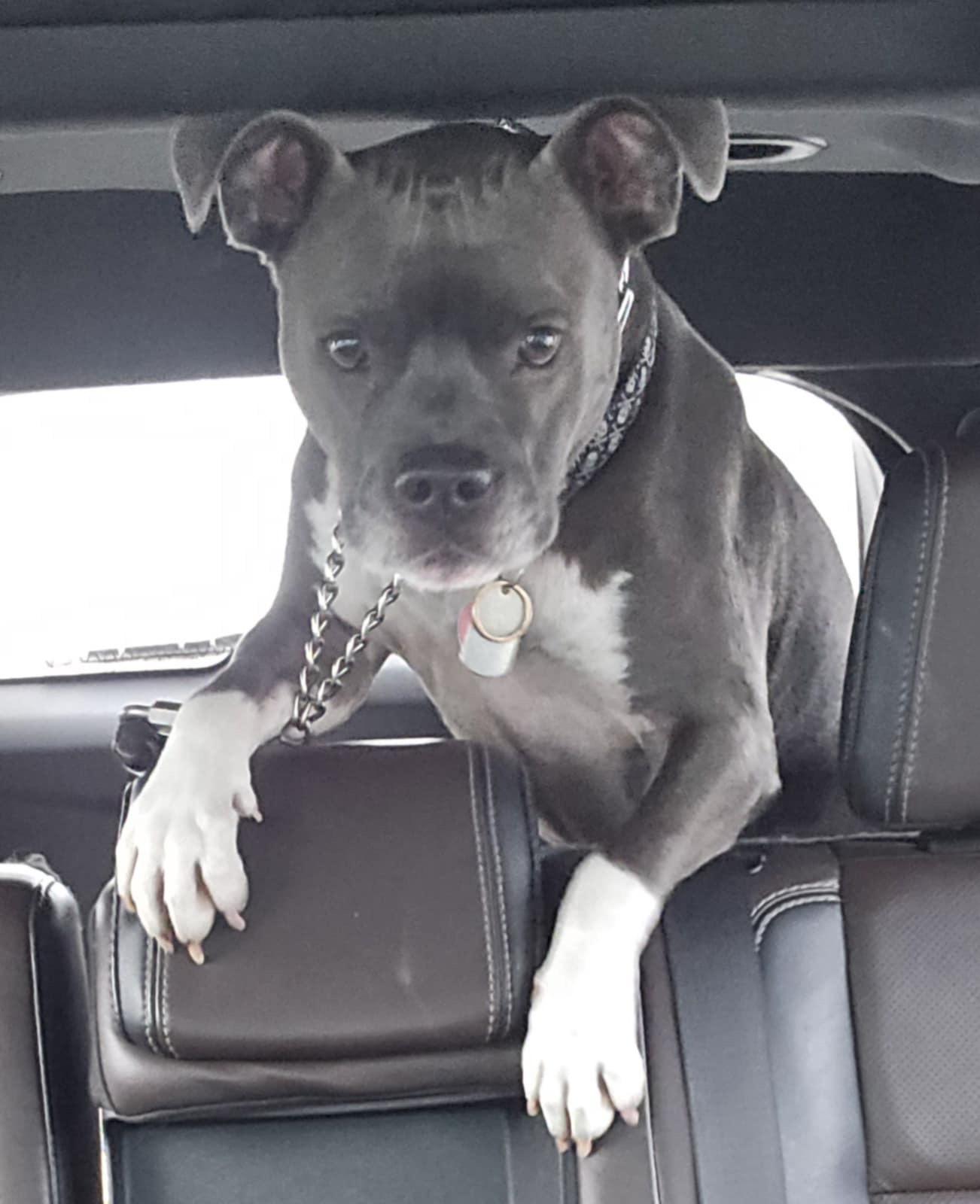 Enlarge Finn, a Adoptable Pit Bull Terrier in Kalispell, MT image 1/4