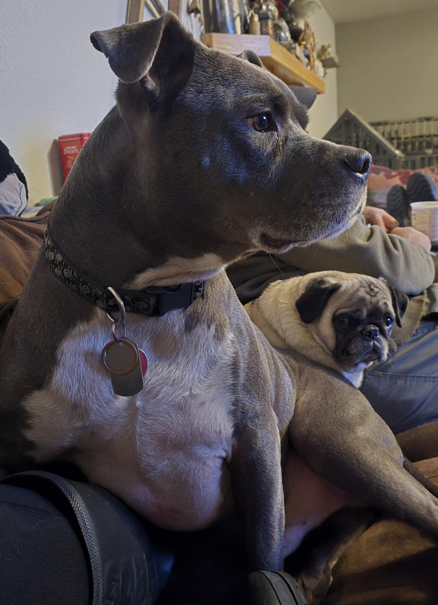 Enlarge Finn, a Adoptable Pit Bull Terrier in Kalispell, MT image 2/4