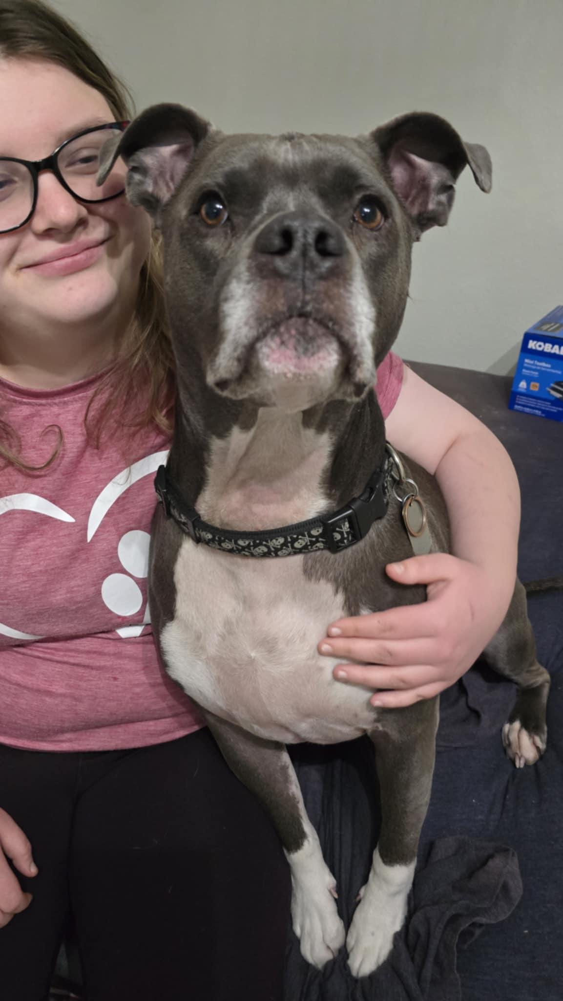 Enlarge Finn, a Adoptable Pit Bull Terrier in Kalispell, MT image 3/4