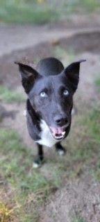 Remi, Adoptable, Adult Male Husky & Mixed Breed.