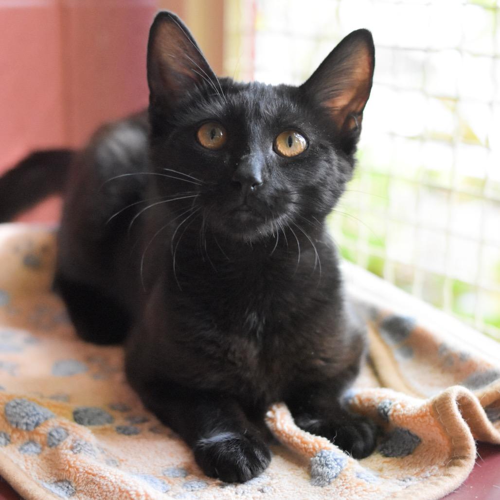 Tina, Adoptable, Young Female Domestic Short Hair.