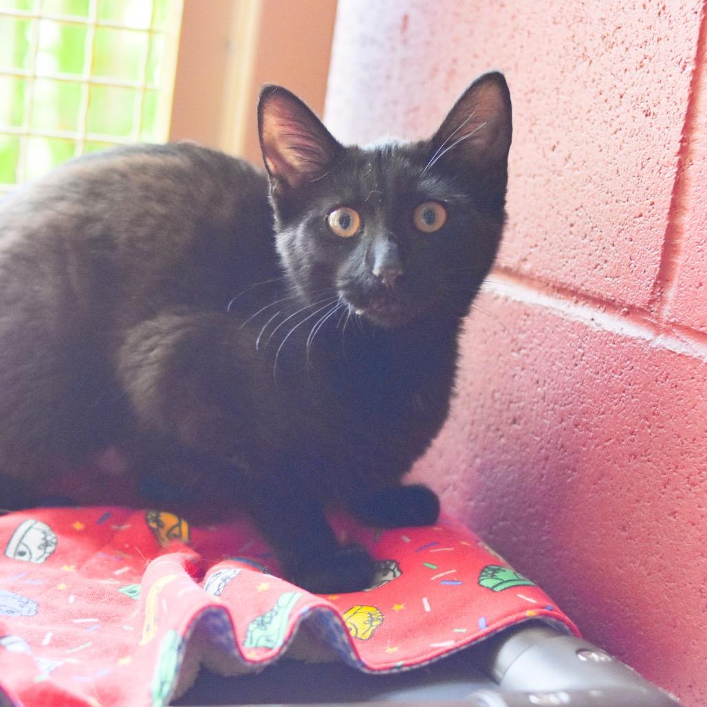 Tina, a Adoptable Domestic Short Hair in Kailua Kona, HI image 2/6