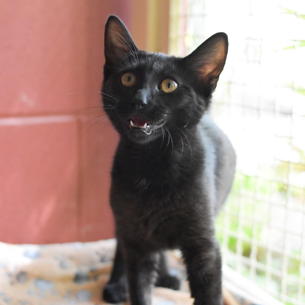Tina, a Adoptable Domestic Short Hair in Kailua Kona, HI image 3/6