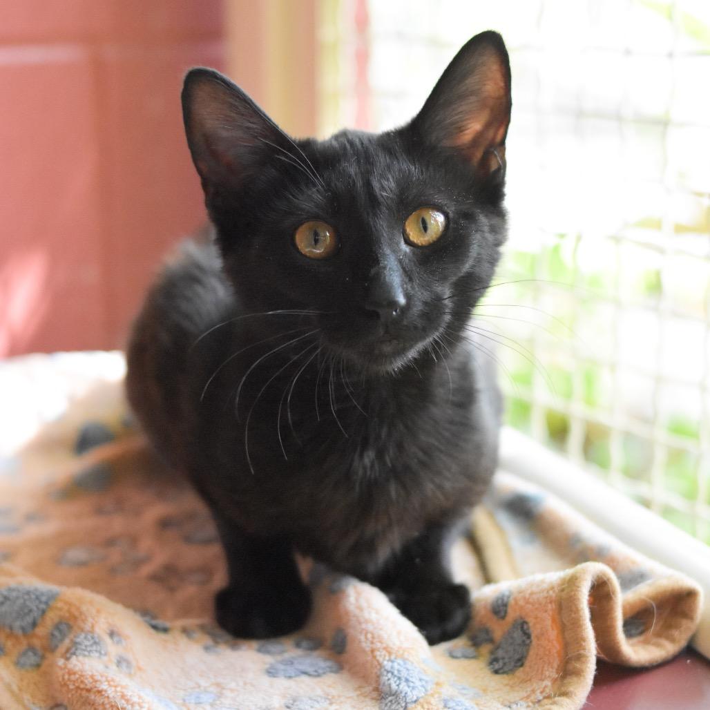 Tina, a Adoptable Domestic Short Hair in Kailua Kona, HI image 4/6