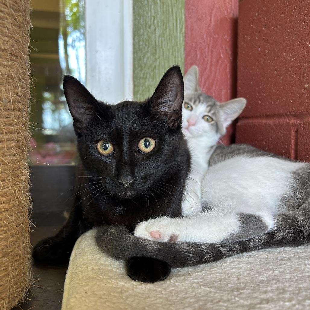 Tina, a Adoptable Domestic Short Hair in Kailua Kona, HI image 5/6