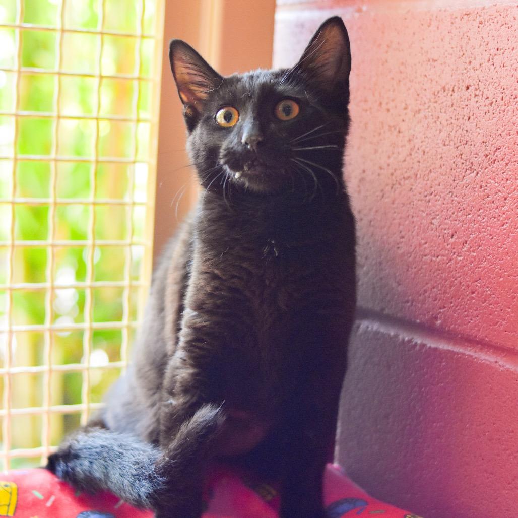 Tina, a Adoptable Domestic Short Hair in Kailua Kona, HI image 6/6