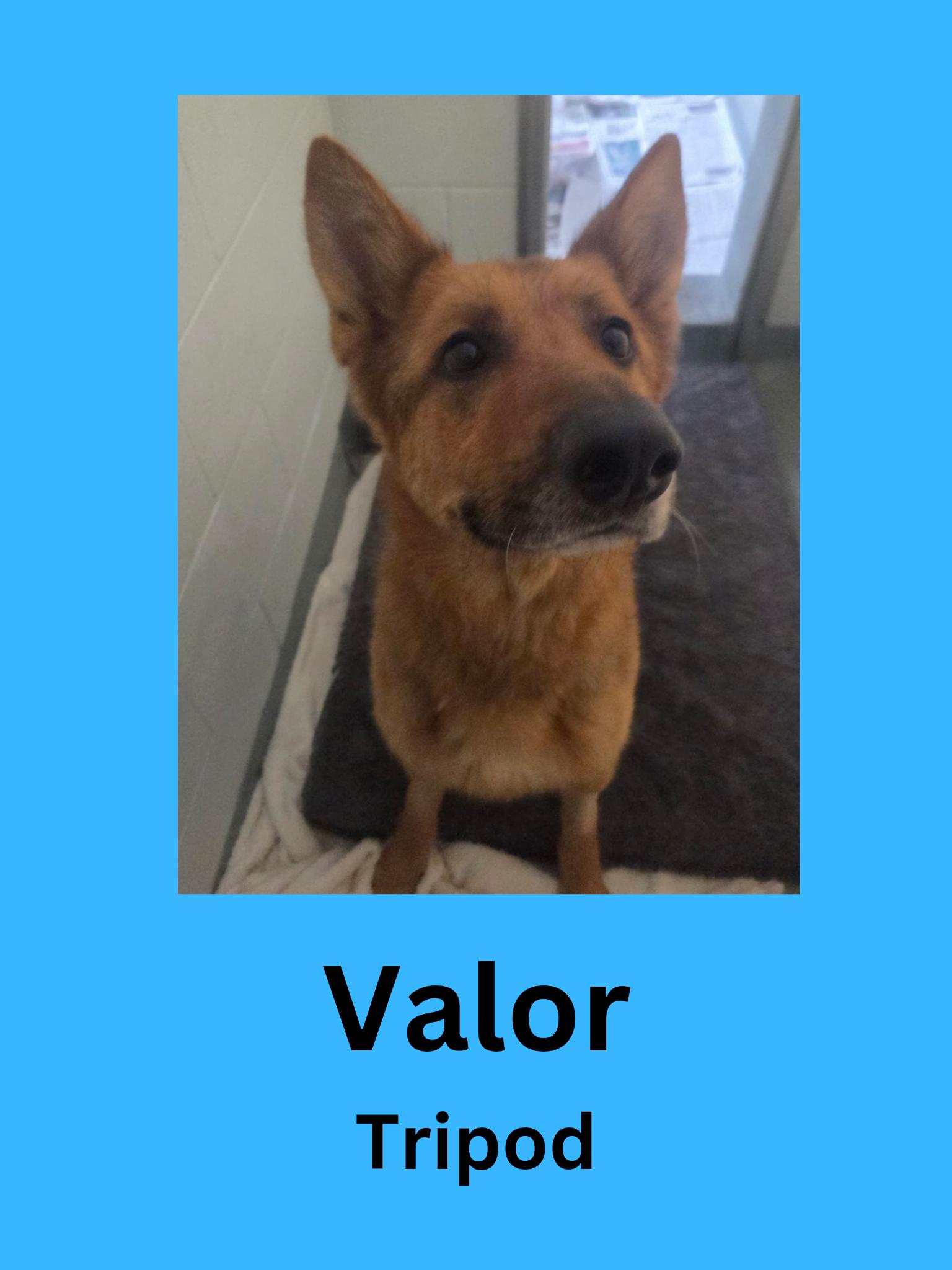 Valor, ADOPTABLE, Adult Male German Shepherd Dog.