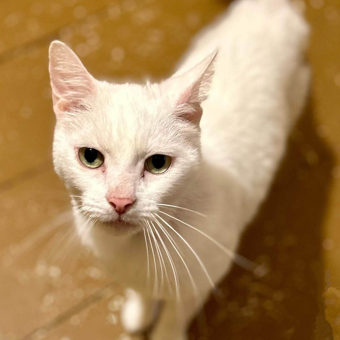 Enlarge Roosevelt, a Adoptable Domestic Short Hair in Norwalk, CT image 5/5