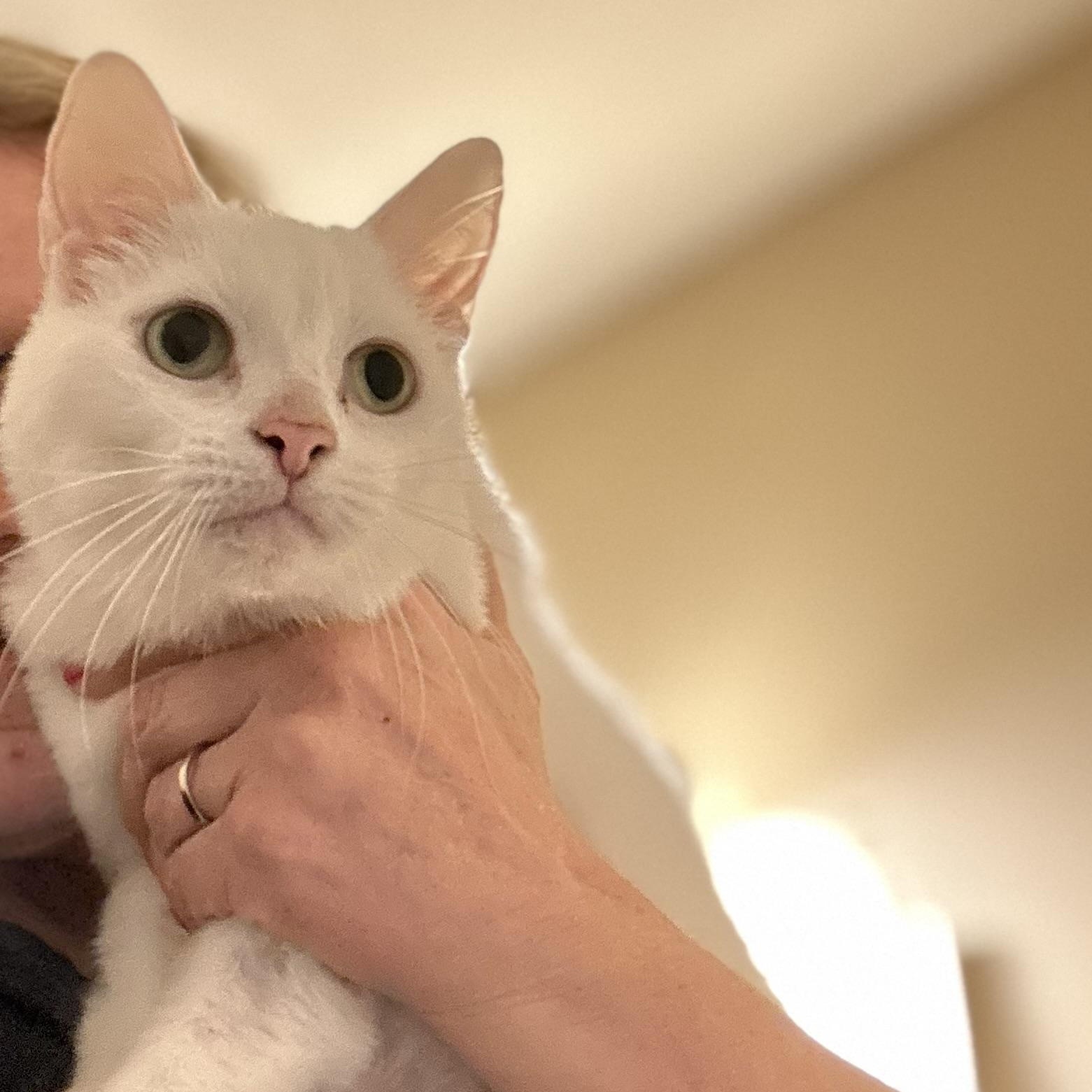 Enlarge Roosevelt, a Adoptable Domestic Short Hair in Norwalk, CT image 1/5