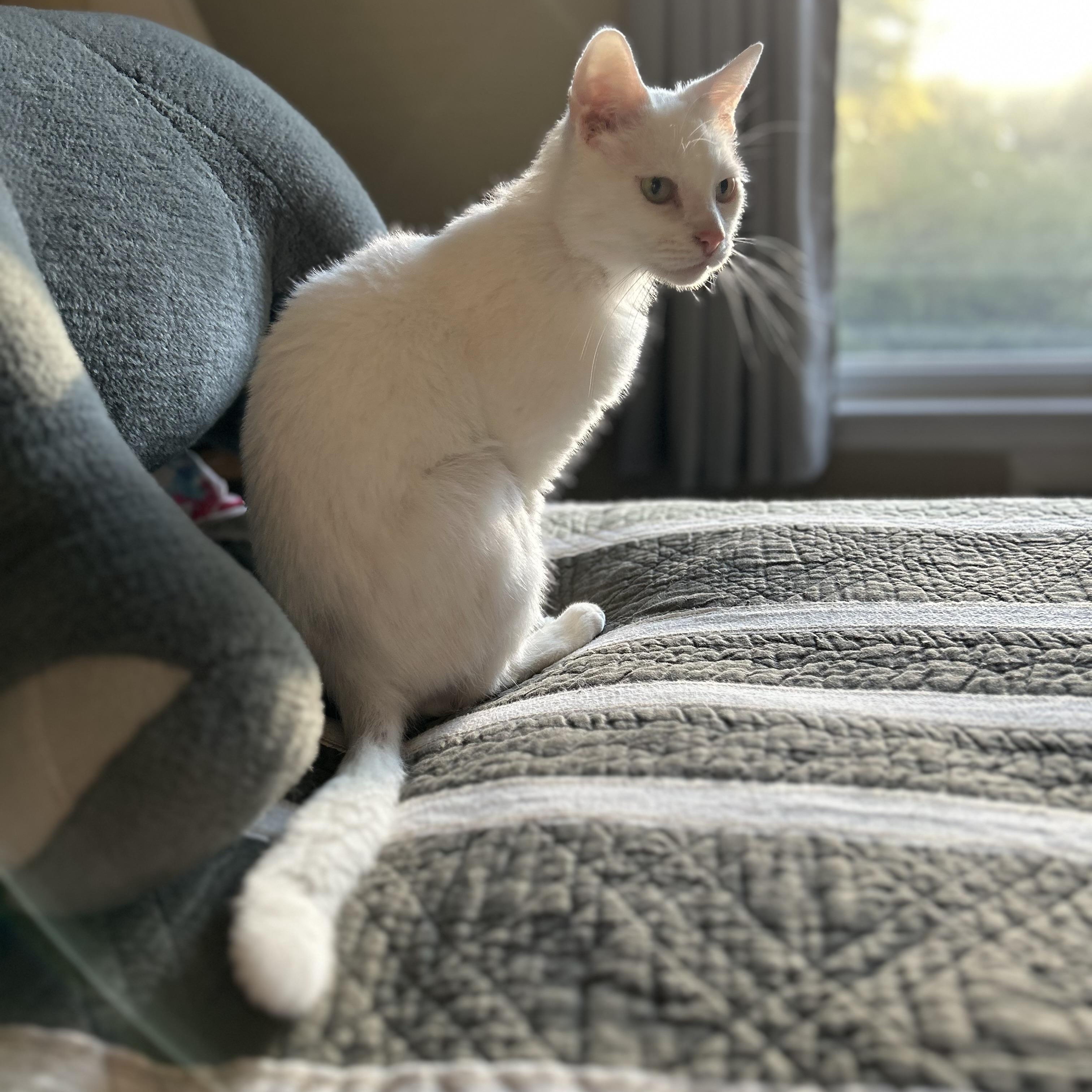 Enlarge Roosevelt, a Adoptable Domestic Short Hair in Norwalk, CT image 2/5