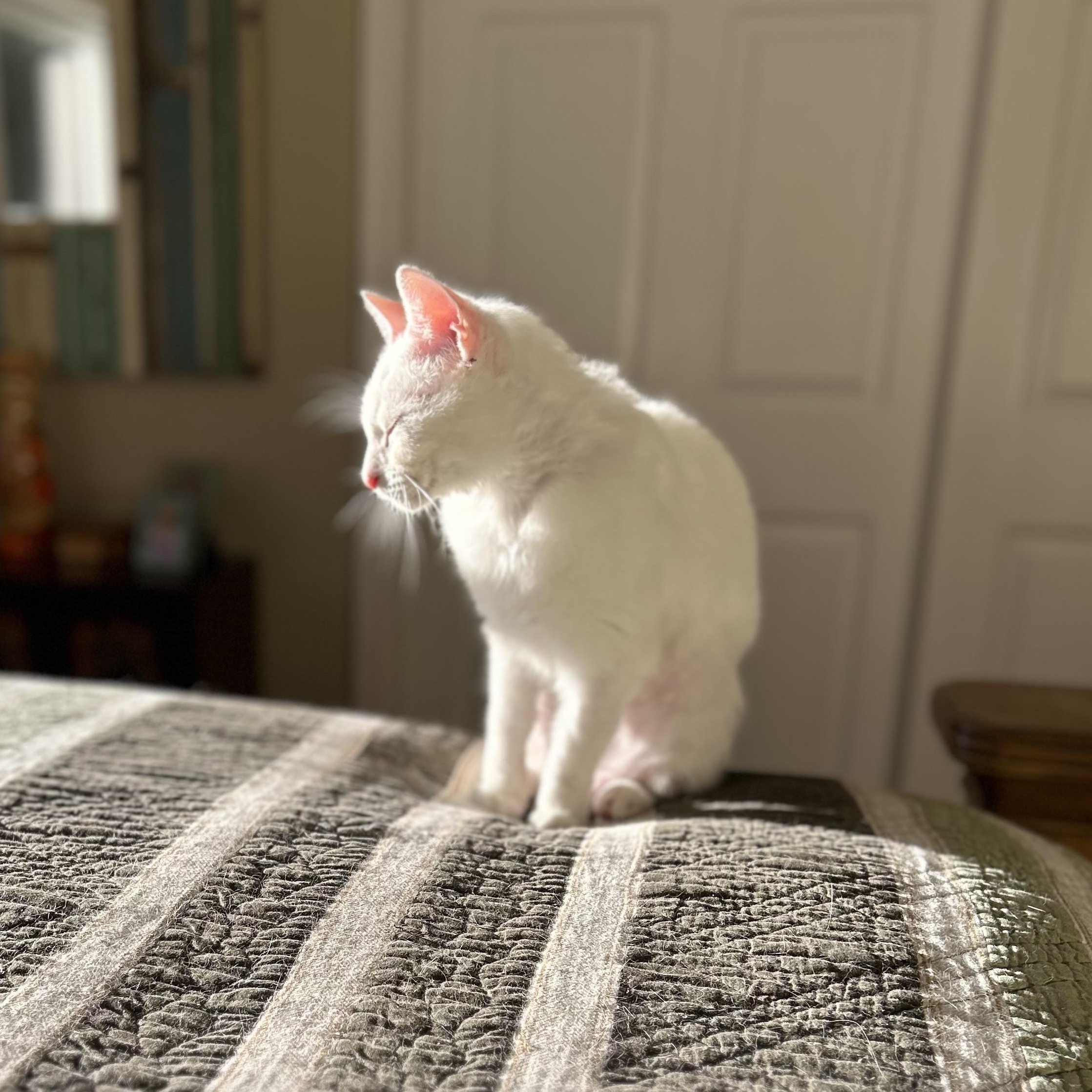 Enlarge Roosevelt, a Adoptable Domestic Short Hair in Norwalk, CT image 3/5