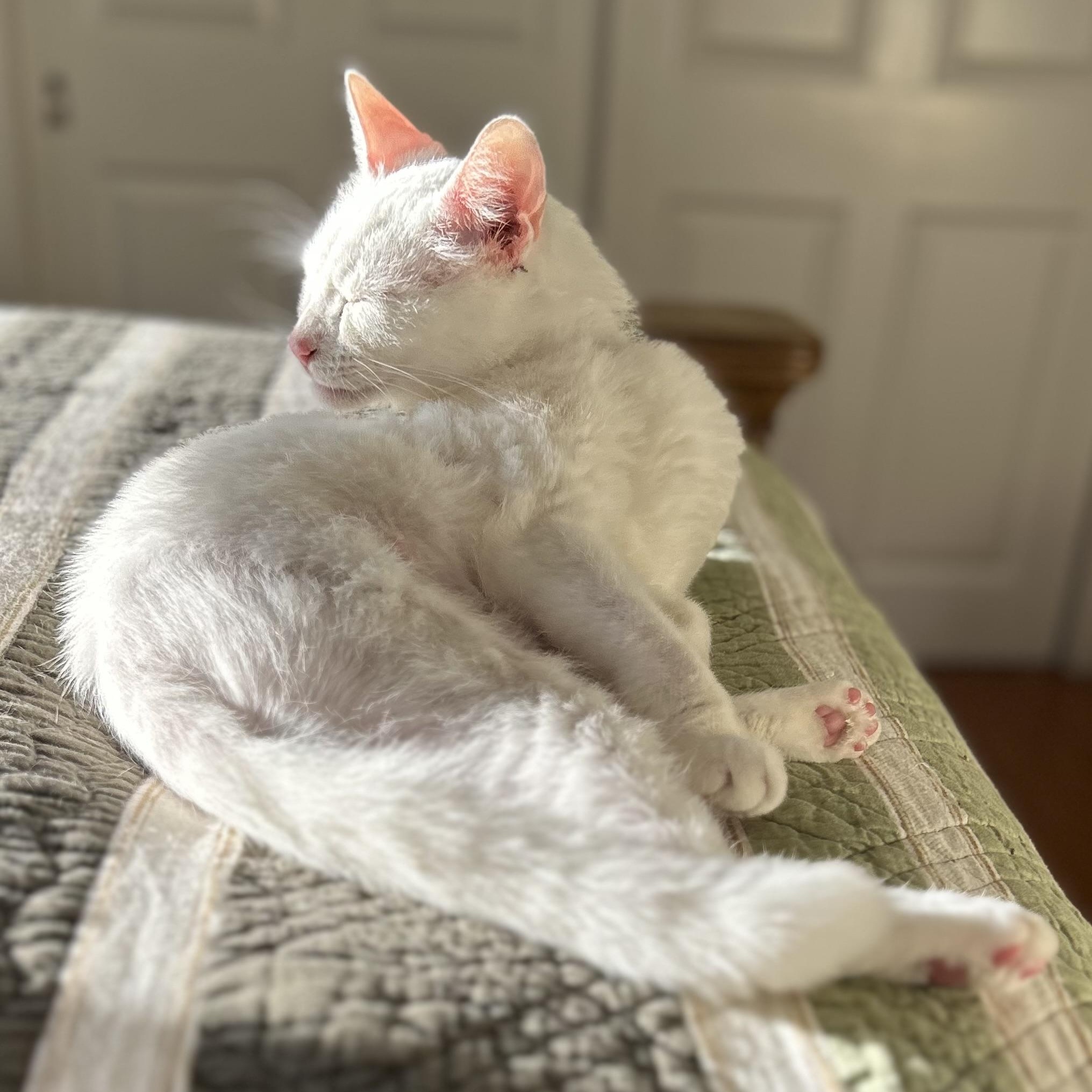 Enlarge Roosevelt, a Adoptable Domestic Short Hair in Norwalk, CT image 4/5