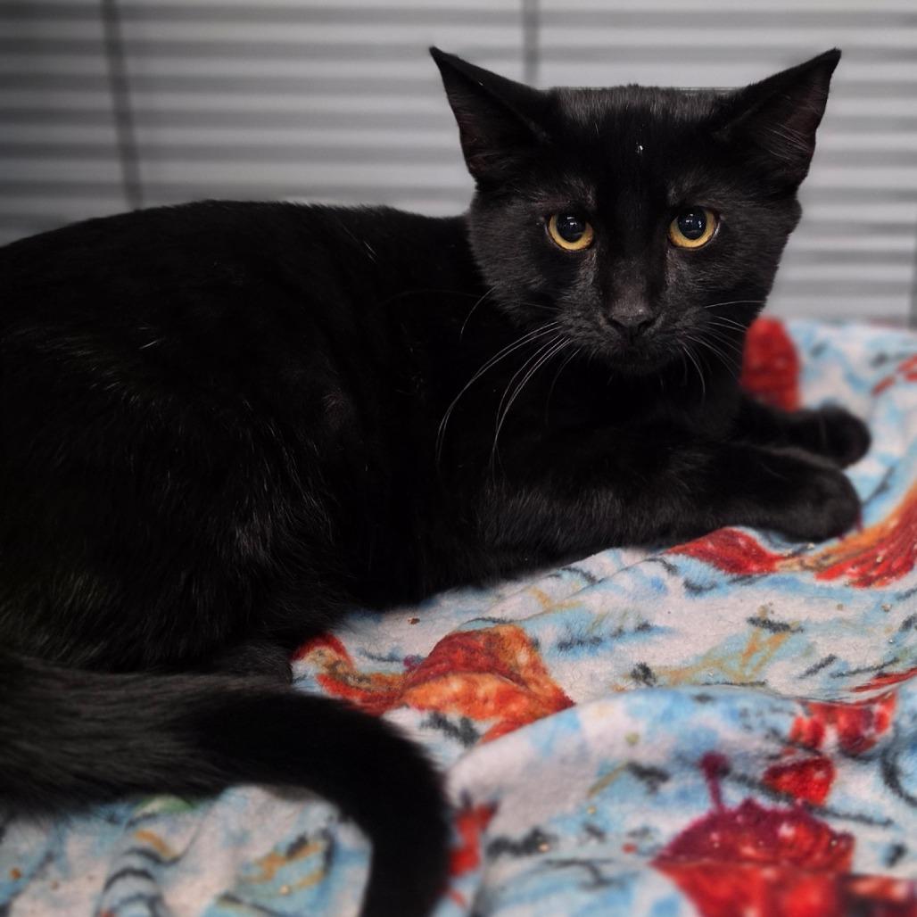 Arthur, Adoptable, Kitten Male Domestic Short Hair.