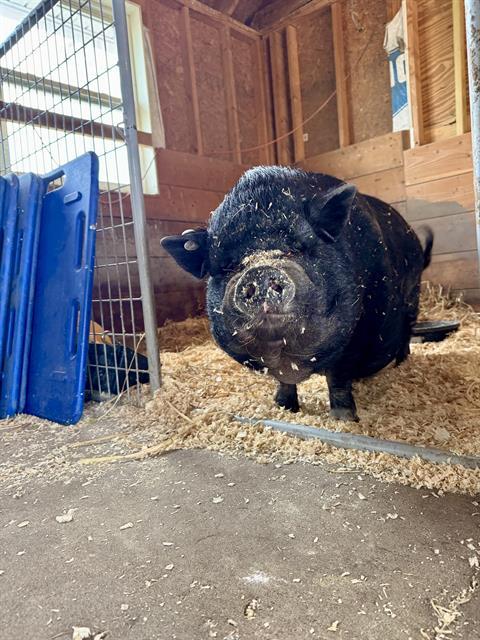 ARNOLD, Adoptable, Adult Male Pig.