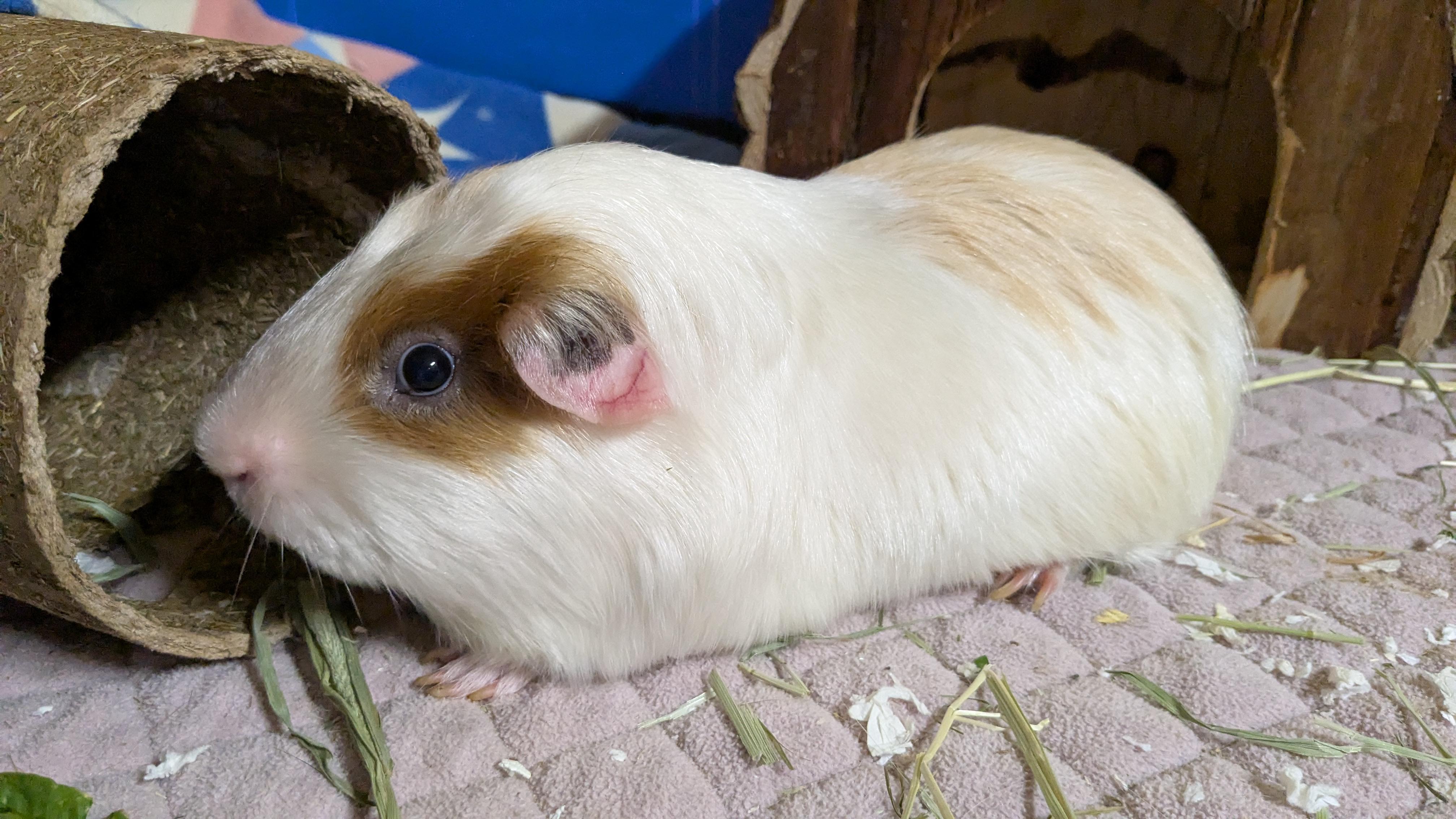 Enlarge Samuel & Tubby, a Adoptable Guinea Pig in Austin, TX image 4/5