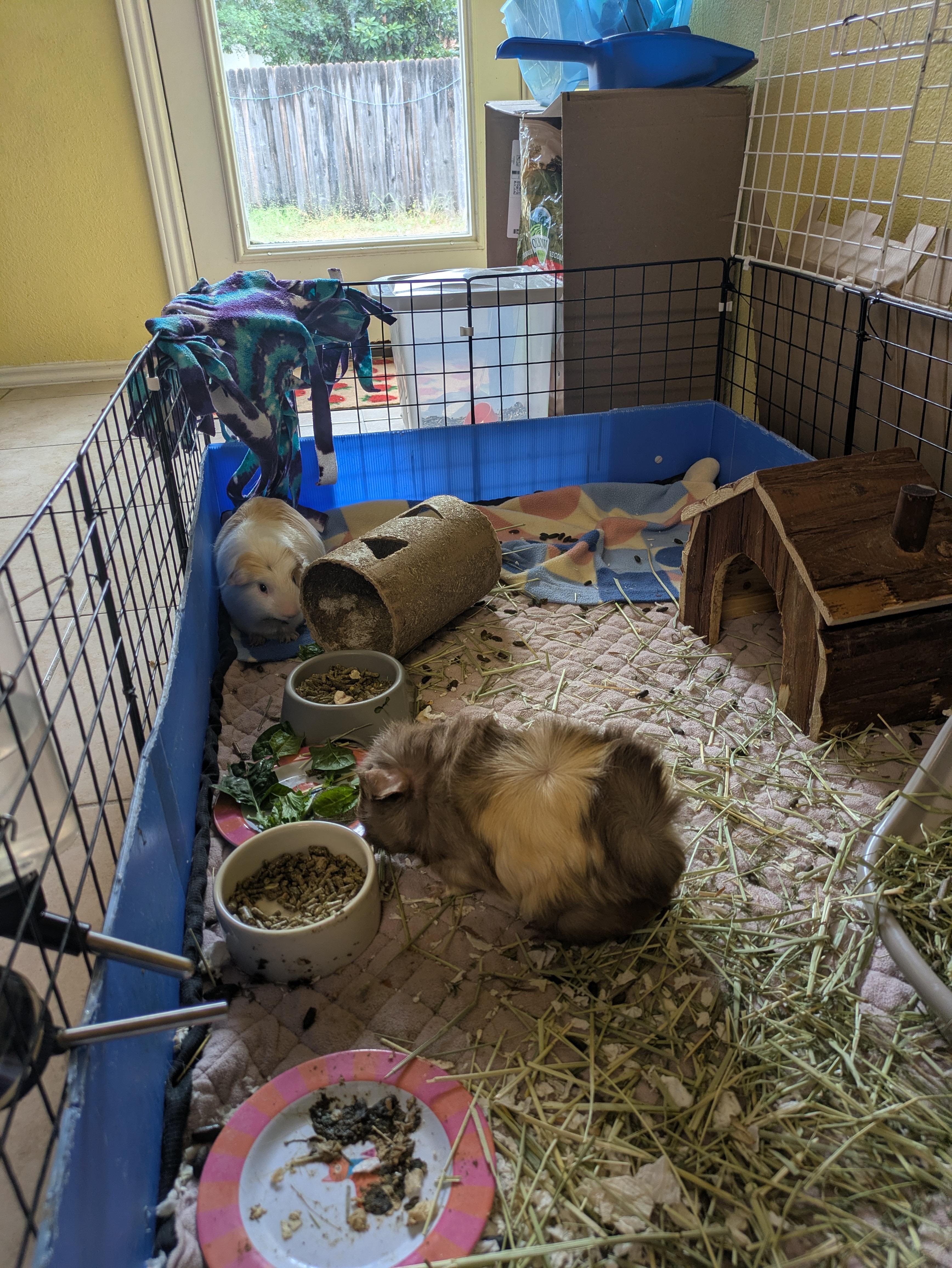 Samuel & Tubby, Adoptable, Adult Male Guinea Pig.