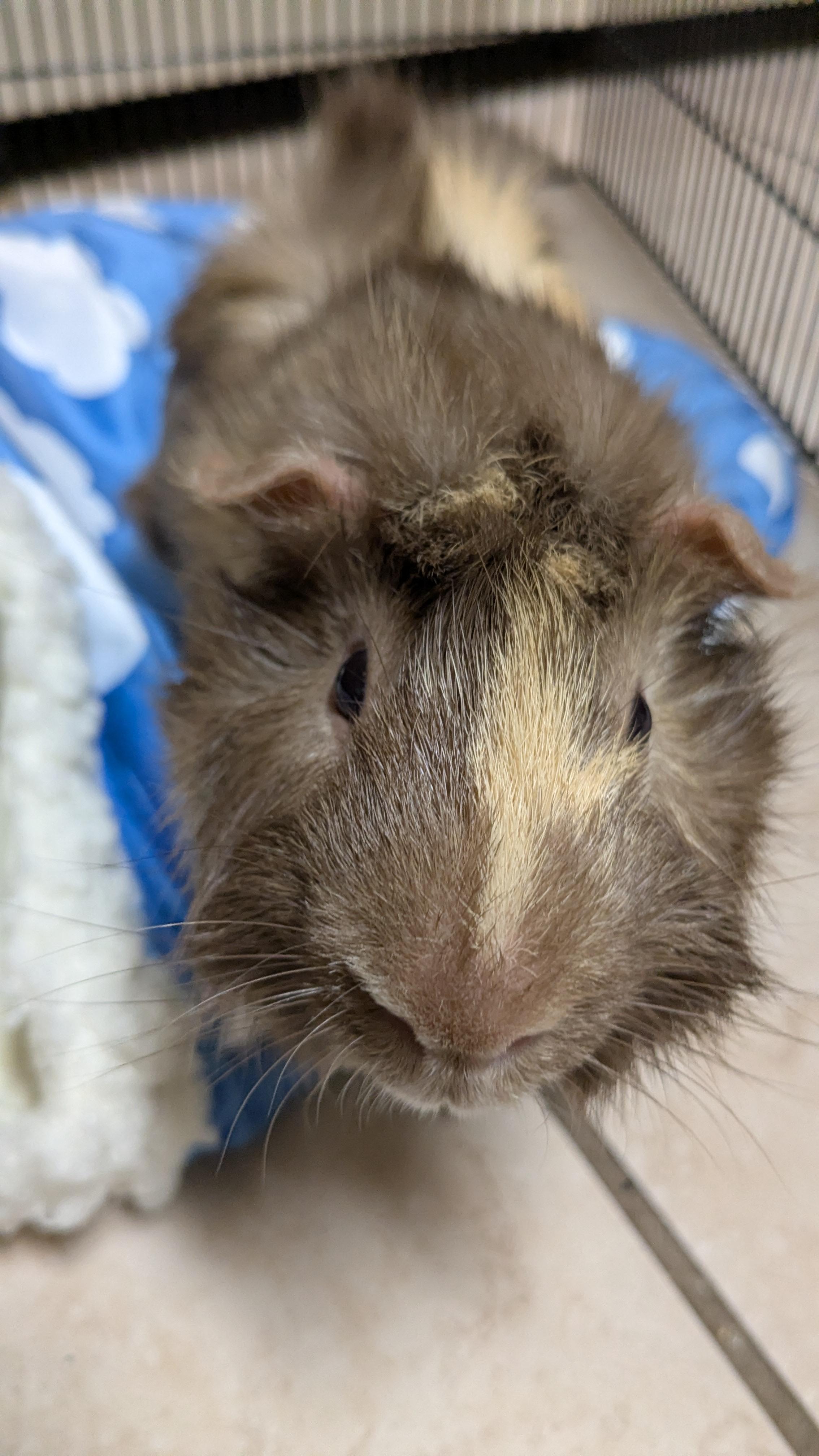 Enlarge Samuel & Tubby, a Adoptable Guinea Pig in Austin, TX image 2/5