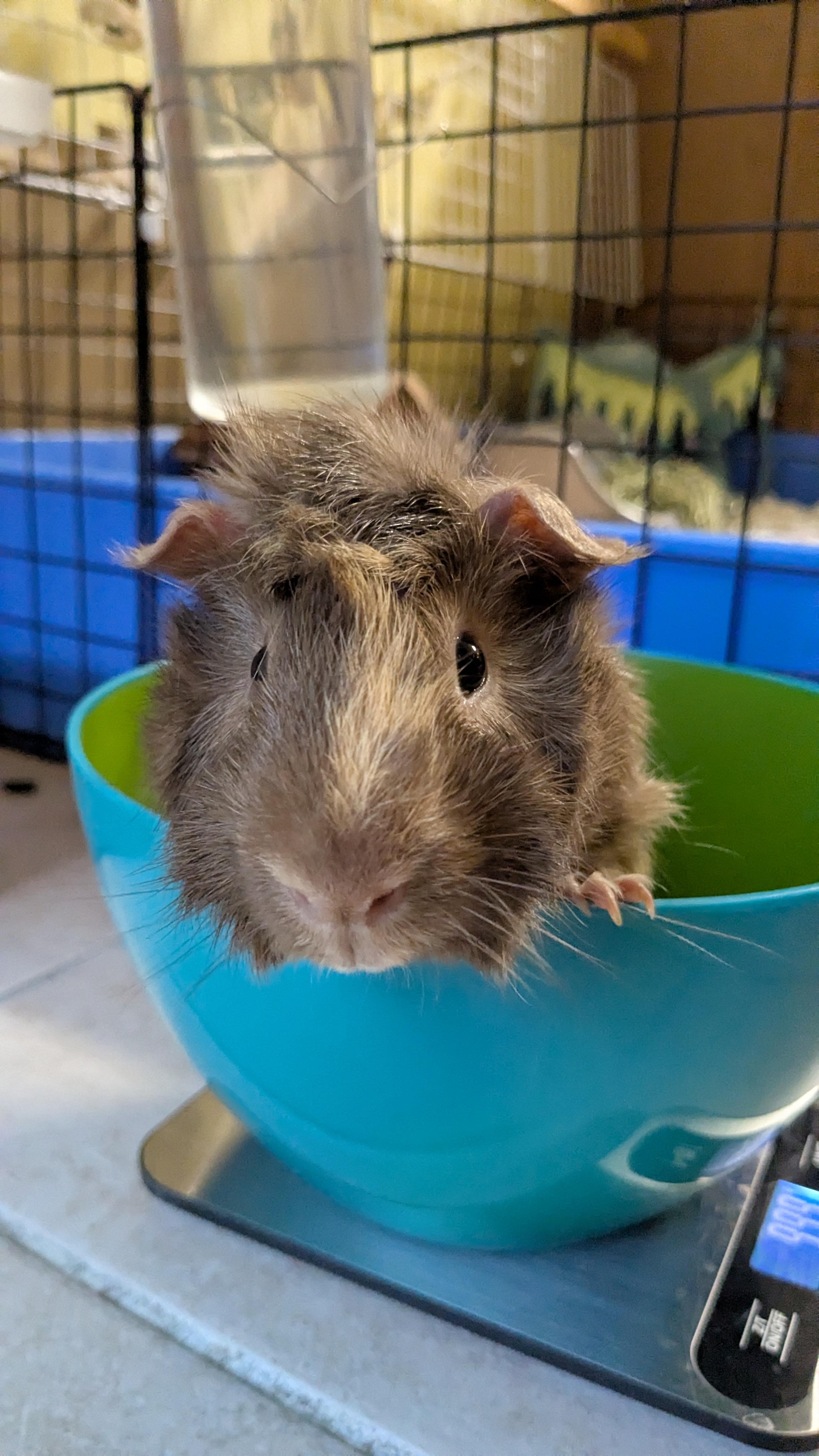 Enlarge Samuel & Tubby, a Adoptable Guinea Pig in Austin, TX image 5/5